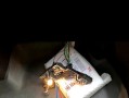 解读标致307转向灯控制器维修技巧（故障分析与维修方法）
